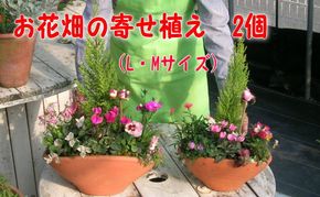 植木 寄植え 可愛いお花畑の寄せ植え L・Mサイズ 2個セット 配送不可 北海道 沖縄 離島 植物 