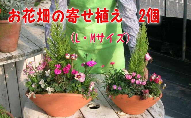 植木 寄植え 可愛いお花畑の寄せ植え L・Mサイズ 2個セット 配送不可 北海道 沖縄 離島 植物 