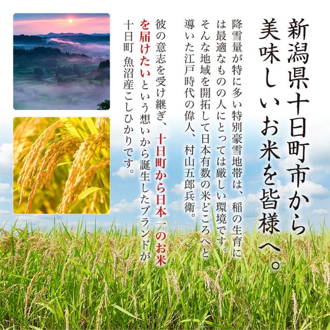 【12ヶ月定期便】魚沼産こしひかり(十日町地域) 精米 5kg 米 お米 コシヒカリ 定期 十日町市