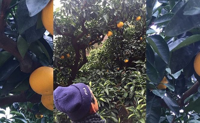 はっさく 八朔 10kg 丸龍はっさく 柑橘 みかん 蜜柑 果物 くだもの フルーツ スイーツ ジュース ゼリー 期間限定 数量限定 香川県 丸亀市