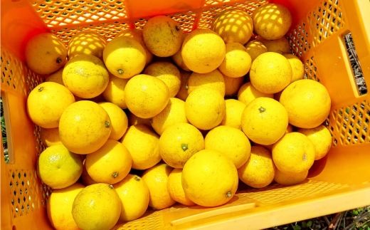 自然栽培小夏 2kg / 柑橘 自然 無農薬 土佐市 【有限会社四万十くじら】 [BQBR015]