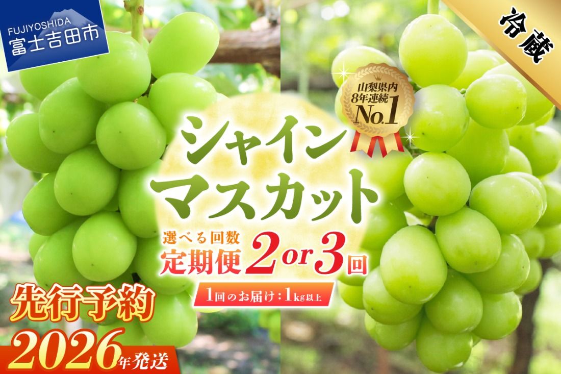 [2026年発送 先行予約][選べる定期便] ジューシーで甘さ抜群 厳選シャインマスカット1kg以上 2回 3回 シャインマスカット ぶどう 果物 フルーツ 旬 山梨県 2026年 山梨 富士吉田市