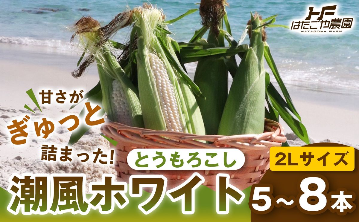 [2027年発送 先行予約 夏の味覚]潮風ホワイト 2Lサイズ 5〜8本 1セット とうもろこし トウモロコシ 白 コーン とうもろこし BBQ 焼き肉 白浜町 304018_ET04