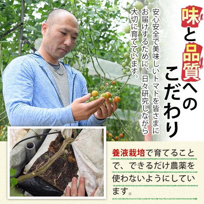 ＜先行予約受付中！2025年11月上旬から順次発送予定＞カラフルトマト食べ比べセット(約1kg) 国産 宮崎県産 とまと 野菜 サラダ 黄色 オレンジ みどり 紫 アイコ 赤 セレブスイート 【KT-9】【K.Tfarm】