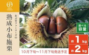 熟成小布施栗 約1kg 約2kg 選べる内容量 ［おぶせファーマーズ］ 果物 フルーツ 生栗 くり 長野県産 信州産 令和7年産 【2025年10月下旬〜11月下旬発送】