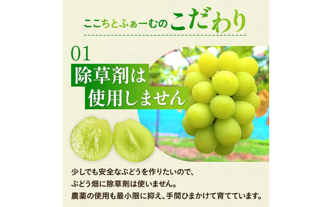 【2026年先行予約】 小さなぶどう園の シャインマスカット ご家庭用 2～3房 1kg以上 ここちとふぁーむ 岡山産シャインマスカット ぶどう シャインマスカット 真庭市 【koko002-02】