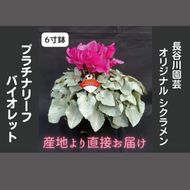 【先行予約】【長谷川園芸】オリジナル品種 シクラメン プラチナリーフ 6寸 バイオレット 【冬のギフト  フラワーギフト クリスマス 鉢花】(AT108)