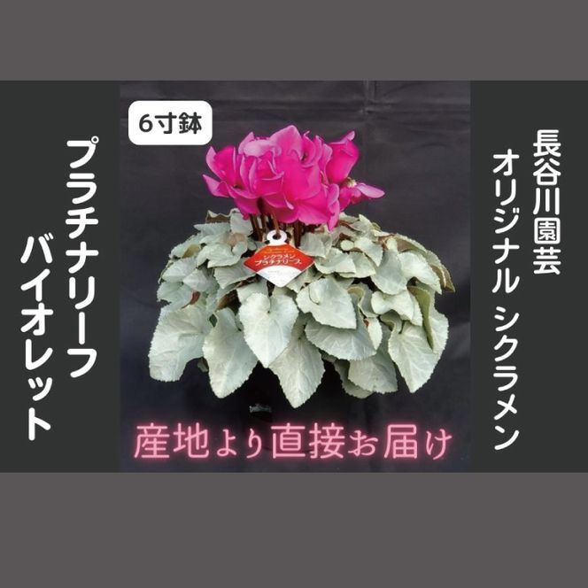 【先行予約】【長谷川園芸】オリジナル品種 シクラメン プラチナリーフ 6寸 バイオレット 【冬のギフト  フラワーギフト クリスマス 鉢花】(AT108)