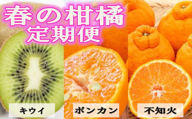 【1月・2月・3月発送】和歌山 人気 春のフルーツ 定期便（キウイ・ポンカン・不知火）全3回