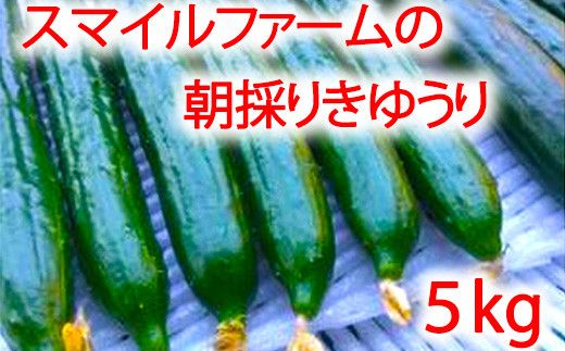 朝採りきゆうり5kg【FM02W2】
