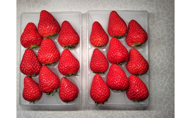 先行受付【静岡県産いちご】完熟紅ほっぺ・きらぴ香2パックセット（300g×2パック）【2026年1月下旬以降発送予定】 222232_CF003