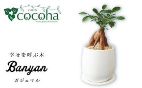 幸せを呼ぶ木『 ガジュマル 』 糸島市 / cocoha [AWB022] がじゅまる 観葉植物 小さい 鉢 おしゃれ  グリーン 植物 室内