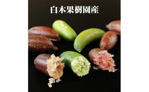 【先行予約】 フィンガーライム 約100g 100グラム〈2026年9月上旬～2026年11月下旬頃発送〉  / 当店おまかせ 果物 くだもの 果実 柑橘類 柑橘 フレッシュ 新鮮 お酒 果実酒 ジュース【白木果樹園】 [BQAI046]