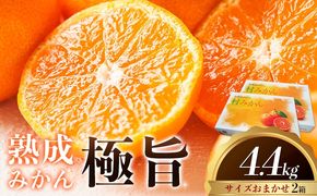 ＜先行予約＞ 熟成みかん『極旨』2箱 廣畠農園《2月初旬-2月末頃出荷予定》徳島県 佐那河内村 みかん ミカン 蜜柑 柑橘 箱入り 化粧箱 フルーツ 果物 くだもの 贈答 【配送不可地域あり】※離島---sanagouchi_hhn_4_2hk---