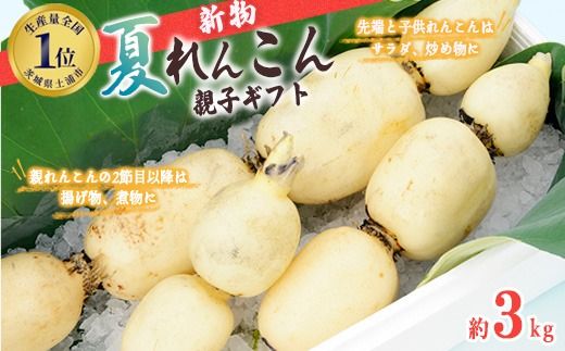 鈴木農園の新物夏れんこん親子ギフト　約3kg ※離島への配送不可 ※2024年8月上旬～9月下旬頃に順次発送予定