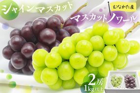 JAむなかた厳選【むなかた産シャインマスカット・マスカットノワール】2房(1kg以上)【JAほたるの里】_HA1475