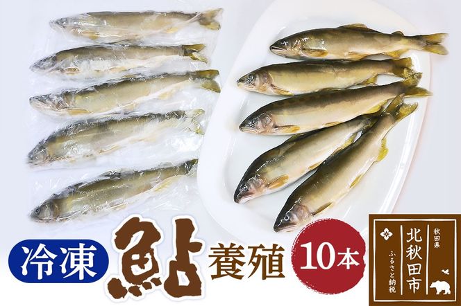 冷凍 鮎 10本 個包装【あゆ 小分け 魚 焼き魚 焼魚 川魚 バーベキューに】|arac-00009