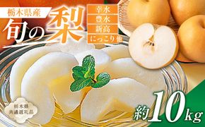 ns110-002-3 栃木県産　旬の梨　約10kg【栃木県共通返礼品】