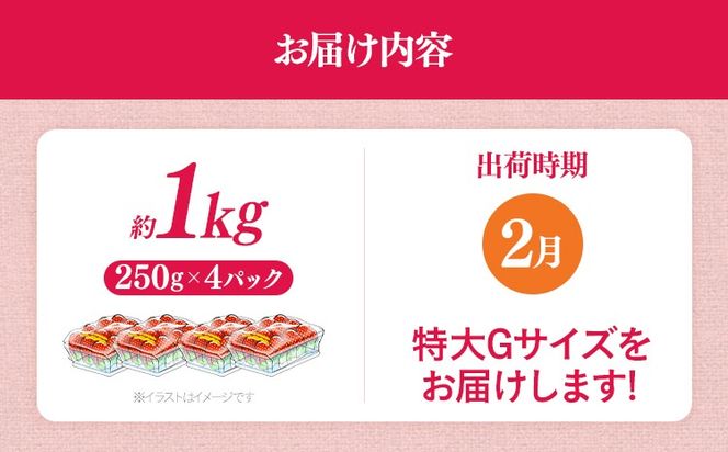 福岡県産 あまおう 1000g （250g×4パック） いちご 2月中発送 いちご 苺 フルーツ 果物 くだもの 大粒Gサイズ グランデ 農家直送 大粒 不揃い 福岡県 福岡 九州 グルメ お取り寄せ