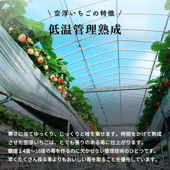 空浮いちご 8パック「北海道・沖縄・離島へのお届け不可」 果物 フルーツ 香川県産 ハウス育ち デザート おやつ 食後 お菓子作り ケーキ作り 