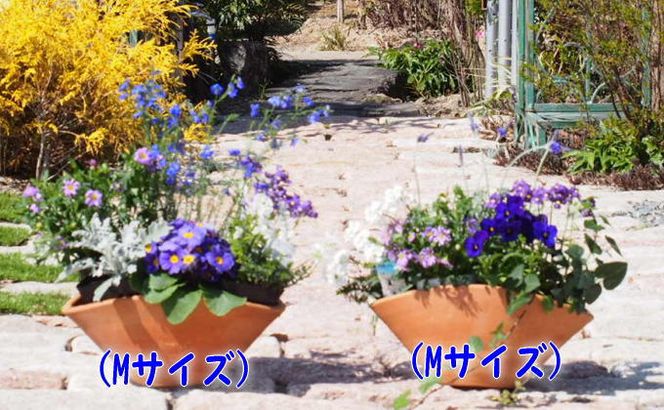 ブルー・パープルの寄せ植え（舟形Mサイズ）2個 花 植物 
