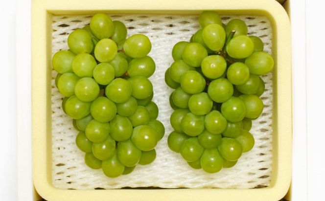 ぶどう 2026年先行予約 シャインマスカット 晴王 2房 約1.2kg 岡山県産 お届け 9月上旬～10月中旬