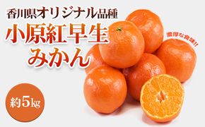 みかん 小原紅早生みかん 香川県産 約5kg 香川県が育成 香川県オリジナル品種 果皮が紅い 生食 お取り寄せ 早生みかん 柑橘 おやつ デザート 箱買い 蜜柑 ミカン 柑橘類 フルーツ 果物 くだもの 果実 五色青果 香川 香川県 東かがわ市 46312070