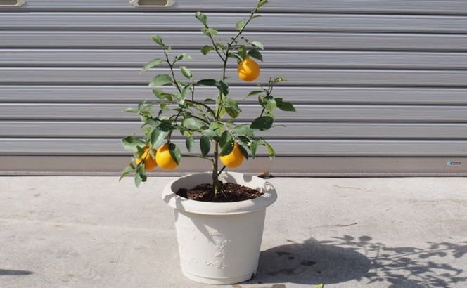 レモンの木鉢植え（白プラ鉢31cm） 苗木 れもん 檸檬 Lemon 観葉植物 ガーデニング 花 実 香り 