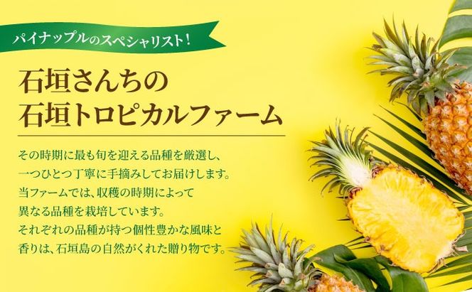 訳あり 石垣さんちのおすすめパイン詰め合わせ 8～10玉 (約5kg)《2026年4中旬から順次発送》 TP-21