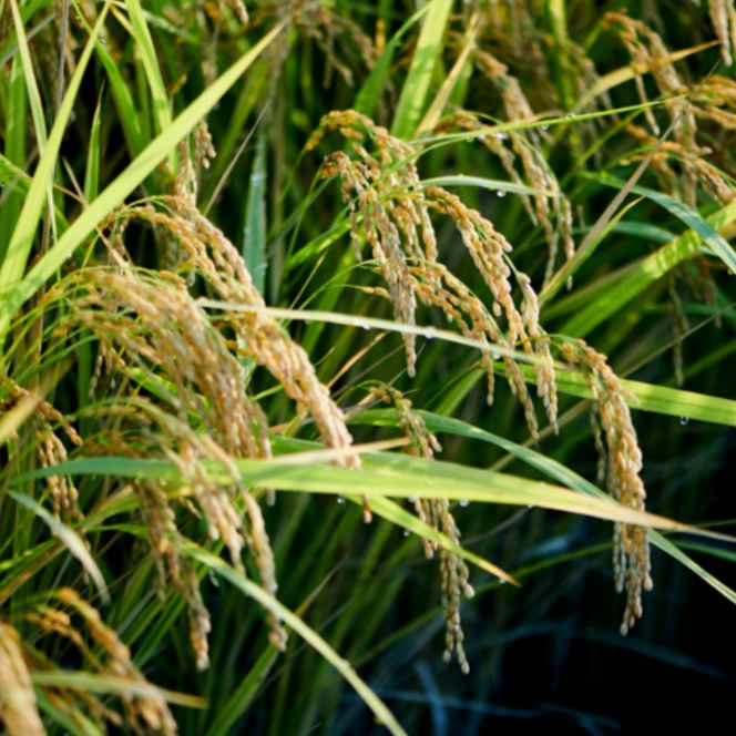 京玄米茶　上ル入ル(東西)ティーバッグ(東4g×15袋　西4g×15袋)〈お茶 茶 玄米茶 煎茶 緑茶 宇治茶 甜茶 茎ほうじ茶 ほうじ茶 ティーバッグ ティーパック 炒り餅 若蒸し ブレンド 飲料〉 