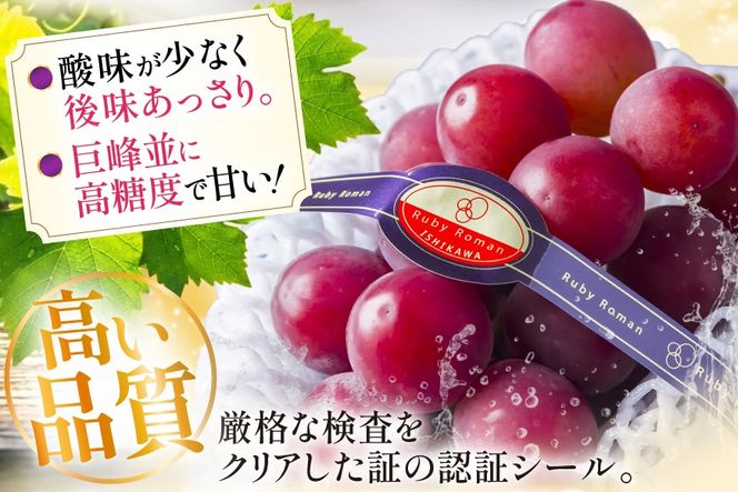 【期間限定発送】 超高級 ぶどう ルビーロマン 1房 約600g 化粧箱入 [モアショップヤマモト 石川県 宝達志水町 38601393] ブドウ 葡萄 フルーツ くだもの 果物 大粒 石川