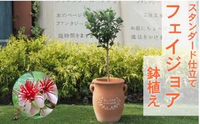 フェイジョア 鉢植え（つぼ型鉢） 植物 トロピカル 果樹 南国 エキゾチック 花 鮮やか グリーン 香り高い 果実 テラコッタ鉢 寒さに強い 病害虫に強い 