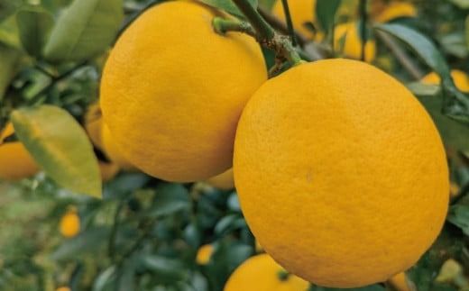 【先行予約】西地農園の国産マイヤーレモン 4.5kg【2025年12月末から2026年1月上旬頃に順次発送致します。】 / 檸檬 レモン れもん 柑橘 国産 大容量 数量限定 ご家庭用 家庭用【mnd008B】