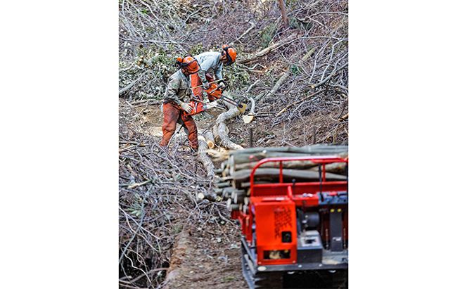 森のちから【五名の薪】20kg×5箱(配送不可:北海道・沖縄県・離島地域) アウトドア キャンプ キャンプ用品 燃料 雑貨 日用品 アウトドア用品 ソロキャン 調理 焚き火 暖取り 