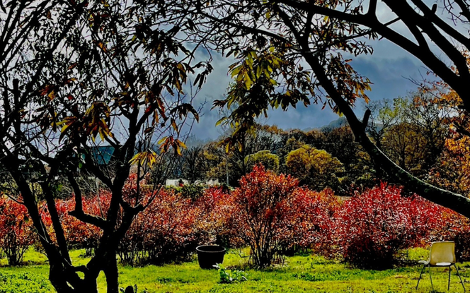 【2026年先行予約】蒜山高原 生ブルーベリー 1kg / 国産 ブルーベリー フルーツ 新鮮 果物 産直 産地直送 数量限定 岡山県 真庭市 蒜山 【kbkb001-01】