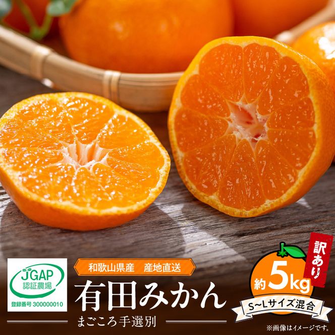 【2026先行予約】有田みかん 約5kg【家庭用】(S～Lサイズ)【まごころ手選別】_ZE6423
