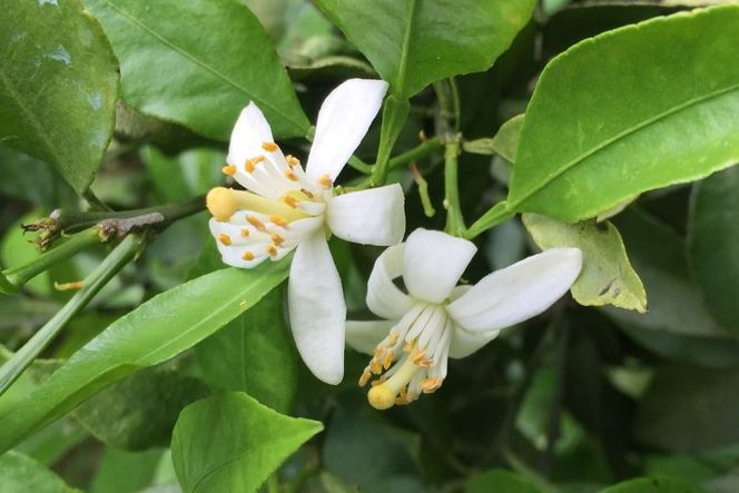 【愛媛県産】田縁農園の無添加100% せとか・甘平ジュース2本セット（720ml×2本/せとか1、甘平1） ストレート果汁100％ IKTA011