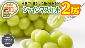 田舎の頑固おやじが厳選！シャインマスカット2房【2025年8月から発送開始】（茨城県共通返礼品 [ぶどう]：結城市産） マスカット 種なし 高糖度 ギフト お中元 甘い 美味しい フルーツ ぶどう [BI55-NT]