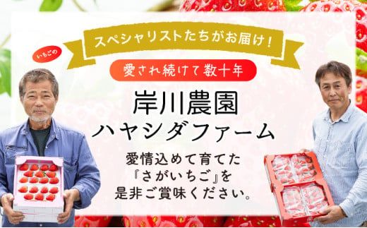 【先行予約】数量限定 いちごさん さがほのか ★贈り物にも最適★《2026年1月頃より出荷予定》 いちご イチゴ フルーツ 佐賀県 上峰町