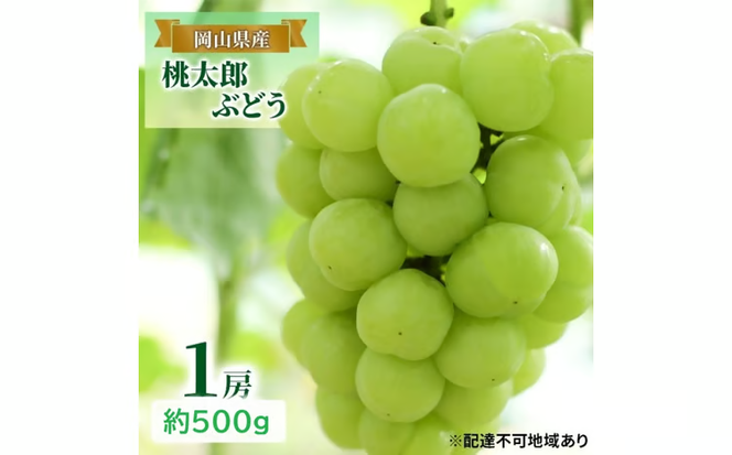 先行予約 晴れの国 岡山のフルーツ 定期便 3回コース 1回目岡山 白桃3玉 合計約600g／2回目桃太郎ぶどう 1房約500g／3回目シャインマスカット 1房約500g