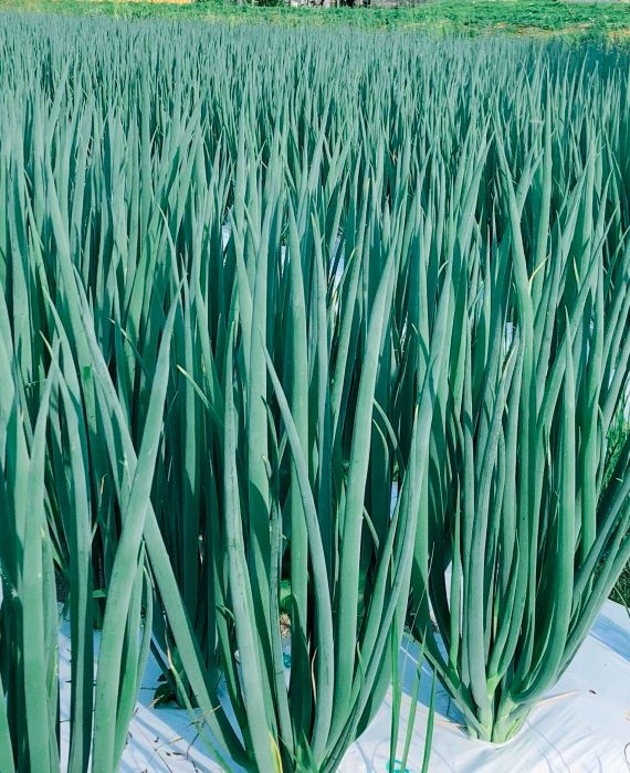 【6か月定期便】生産農家直送 京野菜・九条ねぎ700ｇ〈定期便 ねぎ ネギ 葱 九条ねぎ 京野菜 京都 新鮮 甘い 農家直送 野菜〉 京都府産 薬味 料理 食材 半年 