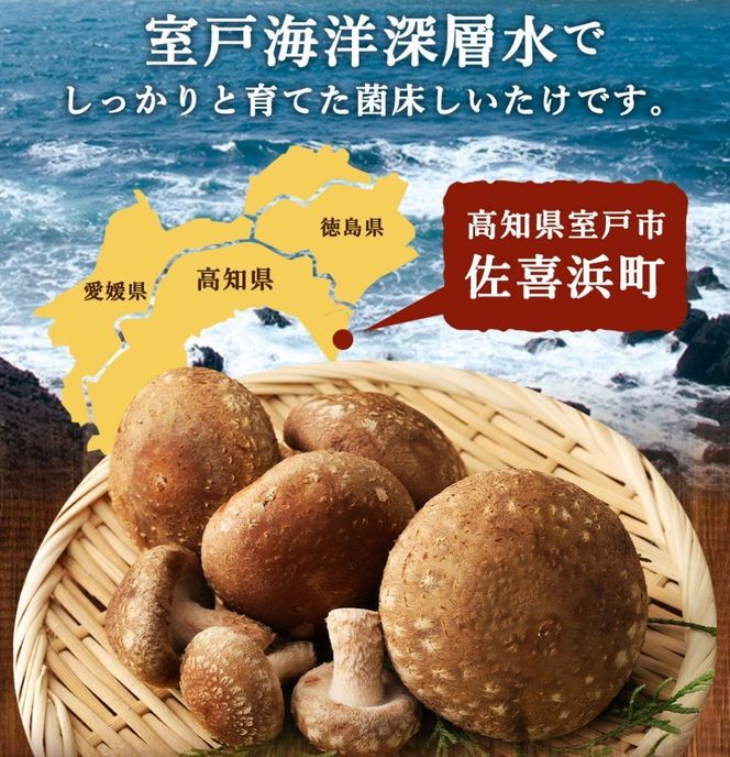 国産 佐喜浜しいたけ 約500g | 椎茸 しいたけ 菌床 きのこ キノコ 野菜 やさい 調理 料理 ごはん ご飯 うまみ 秋 旬 期間限定 数量限定 高知県　nc002!