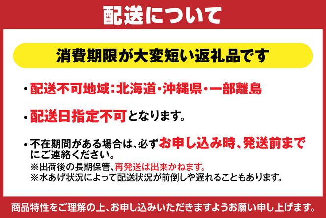 兵庫県香住産 特選 釜茹で タグ付き 松葉がに 1匹（約800g～900g）冷凍【令和8年11月中旬以降発送予定】 釜茹 セコガニ せこがに 松葉ガニ メス プチプチ 外子 内子 濃厚 貴重 新鮮 かにみそ 味噌 海の幸 コッペガニ ズワイガニ 香箱蟹 親ガニ カニ 蟹 かに 脚 足 爪  肩 大人気 ふるさと納税 おすすめ グルメ 香住漁港 香住 兵庫県 香美町 宿院商店 33-29