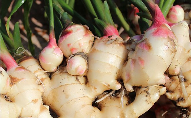 ハチミツ仕立てこうのとり生姜シロップ 150ml×2本 / 無添加 生姜シロップ 国産 兵庫県産 こうのとり生姜 紅茶 料理 お菓子作り 温活 体が温まる 風邪予防 しょうが ショウガ 生姜 はちみつ ハチミツ 蜂蜜  ジンジャー