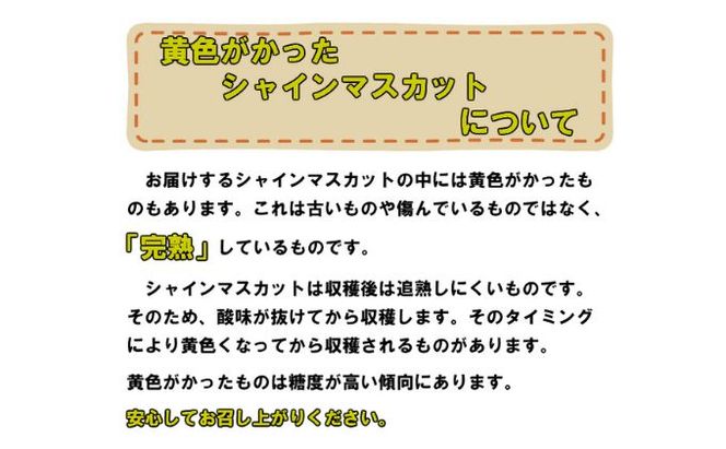 ぶどう 2026年 先行予約 ご家庭用 シャイン マスカット 約2kg 糖度抜群！ 【8月中旬～順次発送分】 ブドウ 葡萄 岡山県産 国産 フルーツ 果物 果物類 