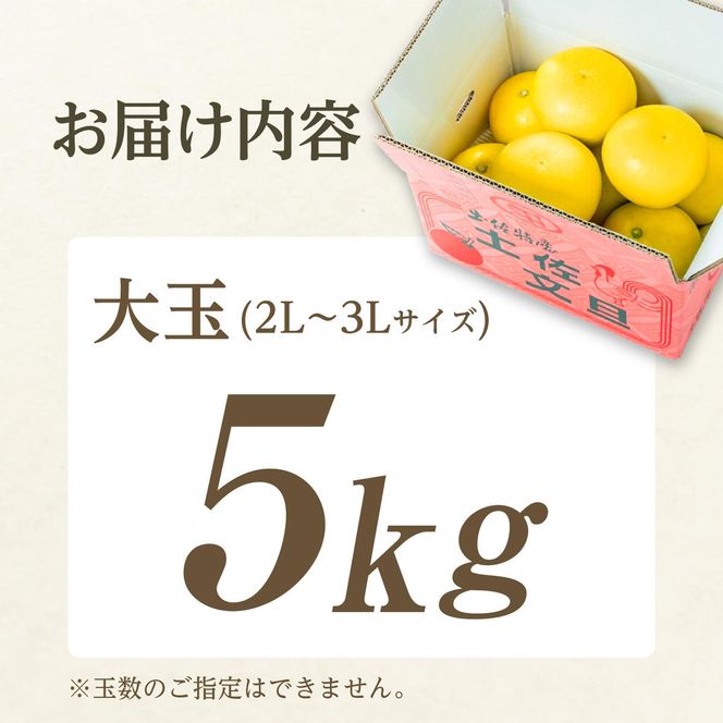 【日本ギフト大賞2024受賞】先行予約 園主こだわり土佐文旦 【大玉5kg】（3L～2L） 2027年1月下旬より順次発送 家庭用 ぶんたん ブンタン 柑橘【やの一果彩】 [BQAC002]