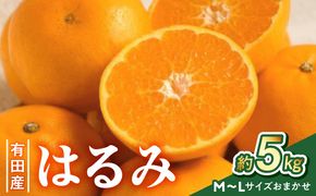 ZD7033_【2027年先行予約】【厳選・濃厚】紀州有田産の はるみ 約5kg (Lサイズ)