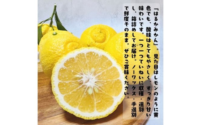 【先行予約】【人気柑橘】 特撰 はるかみかん 約1.5kg+200g(傷み補償分) ※2027年1月下旬～3月下旬に順次発送【ard248A】
