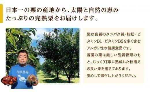 【 吉原農場 の 完熟栗 】 熟成 生むき栗 3袋 ・ 焼き栗 2袋 セット 令和7年産 完熟 栗 くり クリ 栗ごはん 贈答 ギフト 果物 フルーツ 数量限定 旬 秋 冬 正月 おせち [CX009ci]