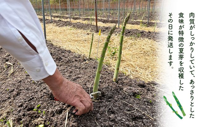 先行予約 2026年 夏アスパラガス 約1kg L～2L 混合 斎藤農園 野菜 アスパラガス 栄養豊富 ほんのり甘い 肉質しっかり あっさりとした食味  おつまみ 料理 お弁当 食材 青森県 鰺ヶ沢町